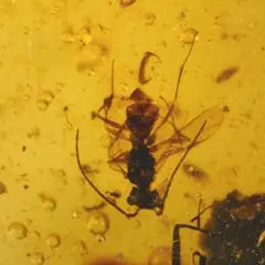 2026年最新】昆虫標本 その他の人気アイテム - メルカリ