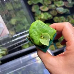 ハオルチア 王蟲 葉挿し苗 - メルカリ