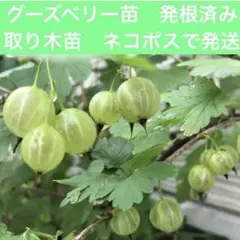 ☆1名様限定！☆グーズベリー☆西洋すぐり☆クール便送料込み！☆大量1キログラム☆ ☆1名様限定！☆グーズベリー☆西洋すぐり☆クール便送料込み！☆大量1