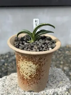 ⭕️週末限定‼️希少 万年青 王冠 - メルカリ