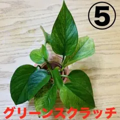 ポトス　グリーンスクラッチ　⑤ 斑入り　希少　水耕栽培　インテリアのサムネイル
