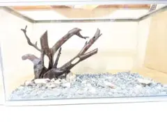 流木B35