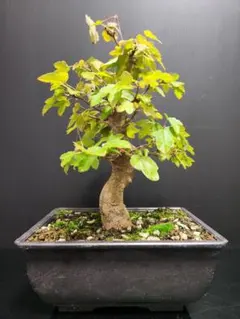 楓 かえで カエデ 楓盆栽 かえで盆栽 小品盆栽 紅葉 2025年最新】盆栽 かえで 楓の人気アイテム - メルカリ