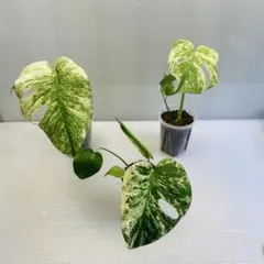 モンステラ デリシオーサ ミント カット苗 - メルカリ