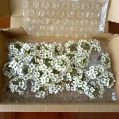 スーパーアリッサムドライフラワー　　ホワイト　35輪 (142)