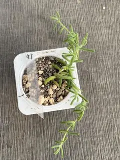 rocca様 リクエスト 3点 まとめ商品《速達