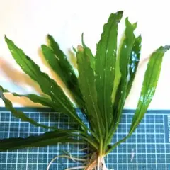 2026年最新】エキノドルス 座標軸の人気アイテム - メルカリ