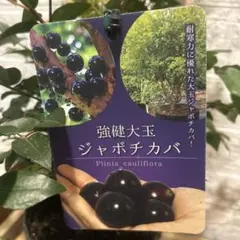 732〓レアMyrciaria pilosa ジャボチカバの仲間【限1】小型種 2026年最新】ジャボチカバ 苗木の人気アイテム - メルカリ