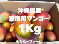※クール便発送！沖縄県産 アップルマンゴー(※家庭用)1kgのサムネイル