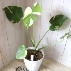 ⑯　モンステラ　斑入り　イエローモンスター特大苗木最高等級極上品‼️ モンステラ 斑入り『イエローモンスター』 8号 特大苗木最高等級