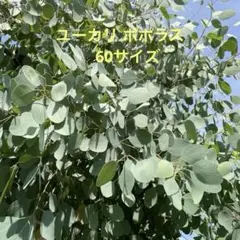 ユーカリ＊ポポラス＊切り枝＊80サイズ - メルカリ