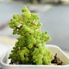 新入荷 ドロサンテマム 蜜橘 レア株 多肉植物 I苗 根付き 鉢5cm - メルカリ