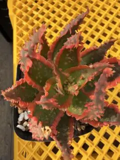 2026年最新】アロエ ハイブリットの人気アイテム - メルカリ