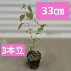 2026年最新】桂二葉 グッズの人気アイテム - メルカリ