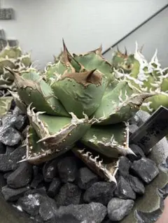 2025年最新】アガベ星空の人気アイテム - メルカリ