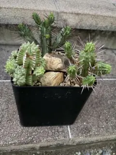 ユーフォルビア クラビゲラ 実生 コーデックス 塊根植物 - メルカリ