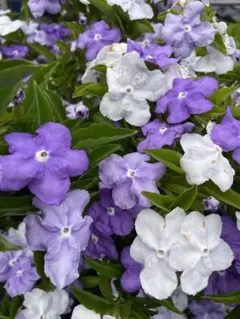 ローズマリー3様 リクエスト 2点 まとめ商品