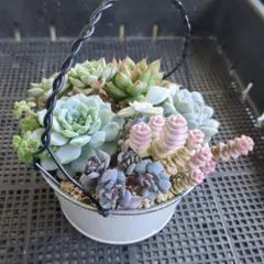 多肉植物寄せ植え⭐︎そのまま飾れる⭐︎ピンク - メルカリ