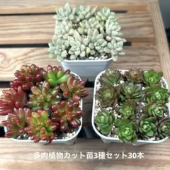 m25974692045_1.jpg?1772096572