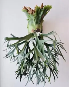 2026年最新】ウィリンキーの人気アイテム - メルカリ