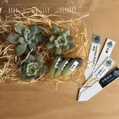 2026年最新】優木園 雪蜂の人気アイテム - メルカリ