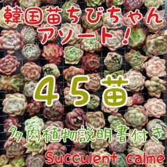 韓国苗 ４５苗ちびちゃん詰め合わせ！多肉植物 MIX苗 交配苗などのサムネイル