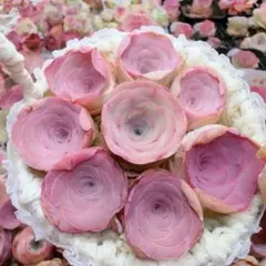 SALE❣️多肉植物　グリーノビア　パルマ交配種　小葵　1株