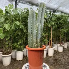 2026年最新】柱サボテンの人気アイテム - メルカリ