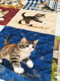 新品 猫柄ブランケット ひざ掛け パッチワーク風プリント 約98×75