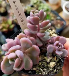 2025年最新】ぼのぼのさん苗の人気アイテム - メルカリ