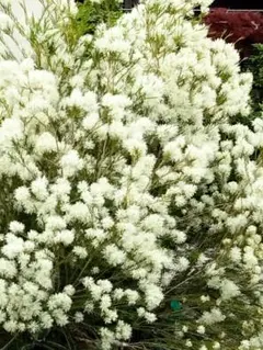 花苗】メラレウカ メディカルティーツリー ② 5号鉢 メルカリ便発送