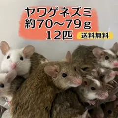 冷凍ヤワゲネズミ 約70～79ｇ12匹【送料無料】のサムネイル