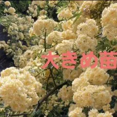 モッコウバラ　大きめ　抜き苗　＊A＊黄色　分岐多め　良苗　トゲが無い薔薇