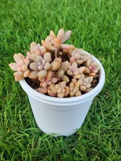 ☆niif&☆様 リクエスト 2点 まとめ商品