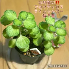 アロマティカス　ライムシャワー　G対策に‼️ 抜き苗　根付き　2本　パン屋さん