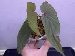 Begonia sp.Nam Tra My,Quang Namベゴニア 原種 - メルカリ