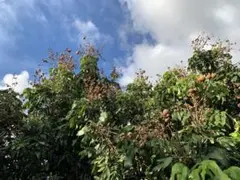 さかいどの様 リクエスト 2点 まとめ商品