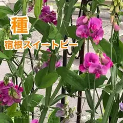 宿根スイートピー 種子 種 濃いピンク　15粒　　★メルカリ便発送