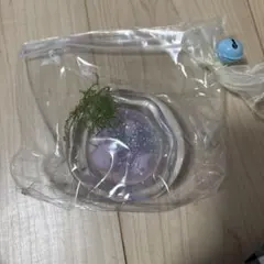 海外 スクイーズ