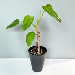 荒木植物園 AOPF.JP 産 アンスリウム ルクスリアンス×ラディカンス ②