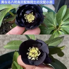 2026年最新】八咫烏 クリスマスローズの人気アイテム - メルカリ