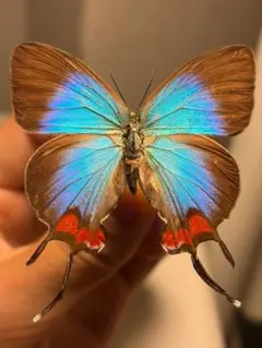 最終値下げ 立体標本 珍奇昆虫 ロクロクビオトシブミ - メルカリ