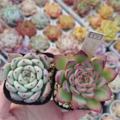 おらいさん ロメオ×ざわわ コロラータ×ざわわ 札付き2個セット 2026年最新】ざわわ コロラータの人気アイテム - メルカリ