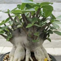 a28 アデニウム ドワーフ タコ足 塊根植物 コーデックス アラビカム a28 アデニウム ドワーフ タコ足 塊根植物 コーデックス アラビカム