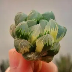 【特価】ハオルチア　オブツーサ錦　北極の光　超極上黄斑　総柄