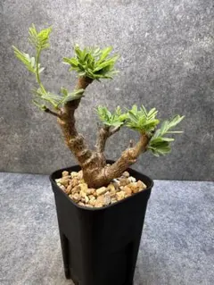 2026年最新】センナ メリディオナリスの人気アイテム - メルカリ