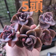 らぷ0718様 リクエスト 2点 まとめ商品