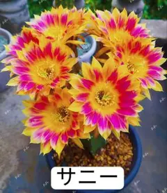 花サボテン【ロビビア】カキコ_TSB_1060 花サボテン【ロビビア】カキコ_TSB_1060