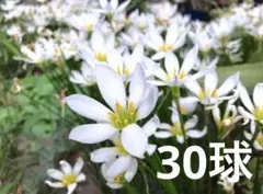 ゼフィランサス　タマスダレ 球根 白い花 園芸のサムネイル