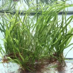 2026年最新】ミクロソリウム 本ナローの人気アイテム - メルカリ